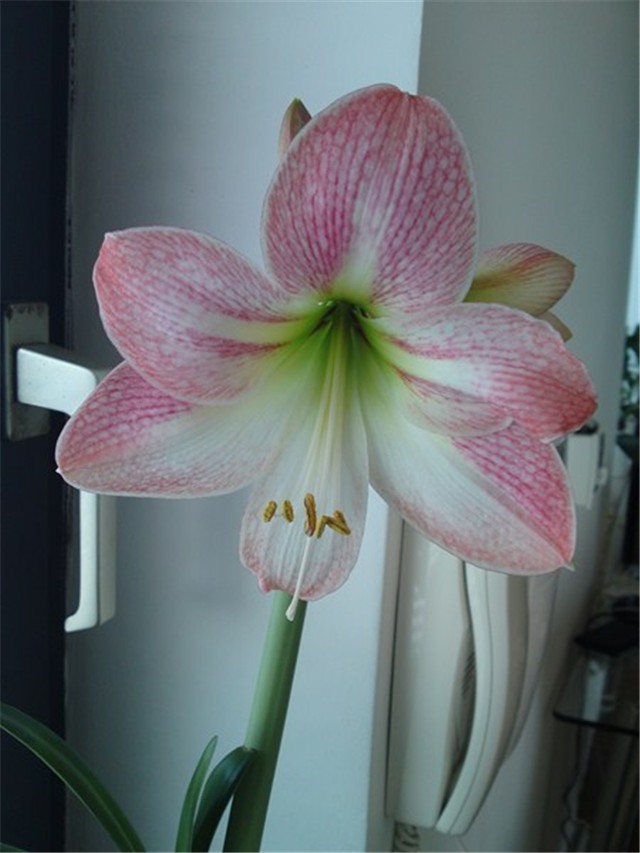 Amarilis